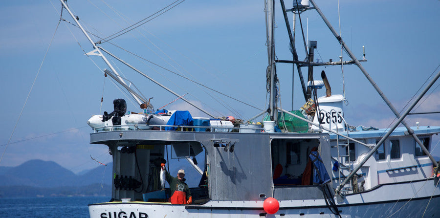 The Skin-Saving Power of Omega-3s in Wild Salmon | Alaska Gold Seafood