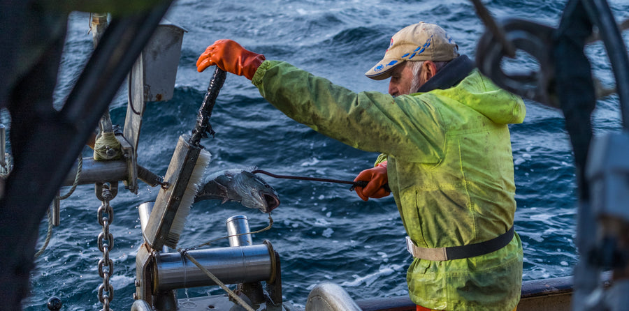 Fisherman with Alaska Black Cod.