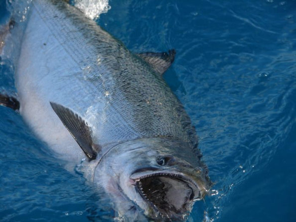 Does Seafood Have Terroir?