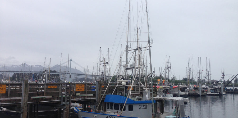Family-Friendly Seafood