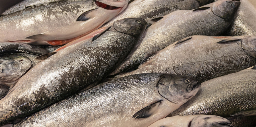 Why Athletes Eat Seafood | Alaska Gold Seafood