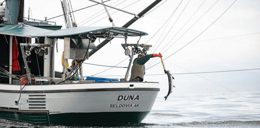 Our Ivory King Salmon and Marbled King Salmon | Alaska Gold Seafood