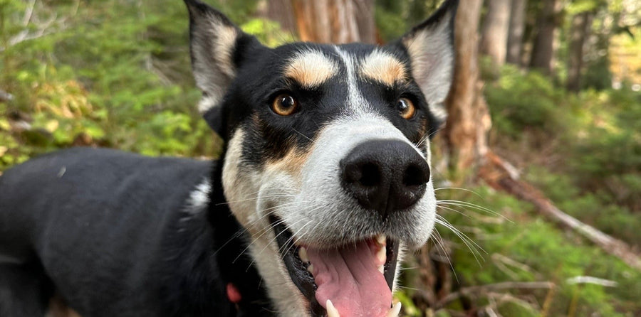 A smiling dog in the forest