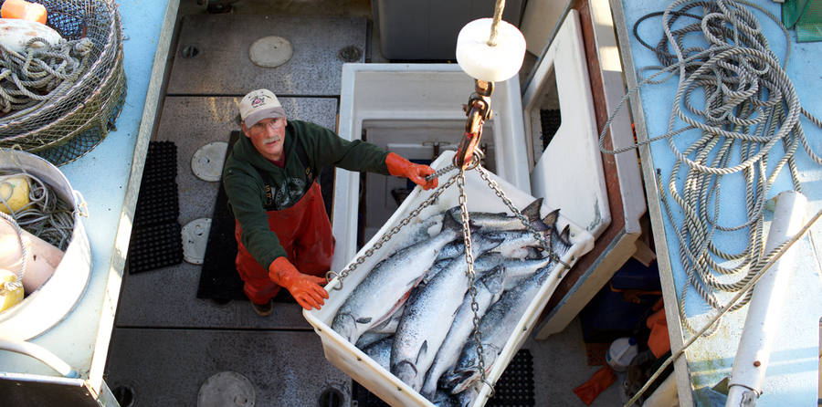 A heritage of small boat fishermen coming together to produce the best seafood | Alaska Gold Seafood