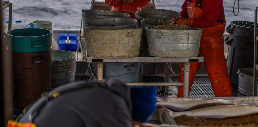 Fishermen working and cutting Alaskan halibut