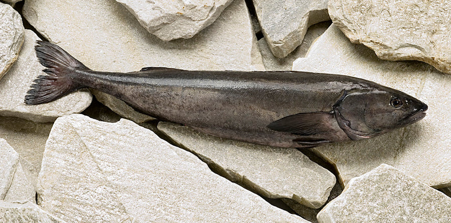 What explains the rich flavor and buttery mouthfeel of sablefish? | Alaska Gold Seafood