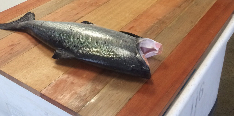 At SPC, the People are the Difference | Alaska Gold Seafood