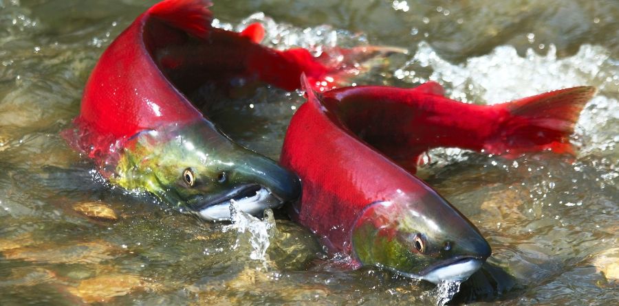 Two bright red salmon swim side by side in the shallow water of an Alaskan river.