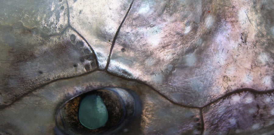 The Sea Around Us | Alaska Gold Seafood