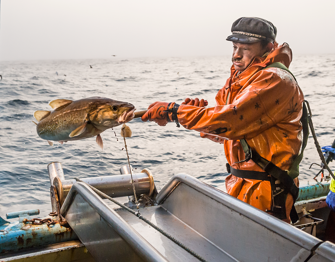 NEW: Wild Alaska Pacific Cod | Alaska Gold Seafood