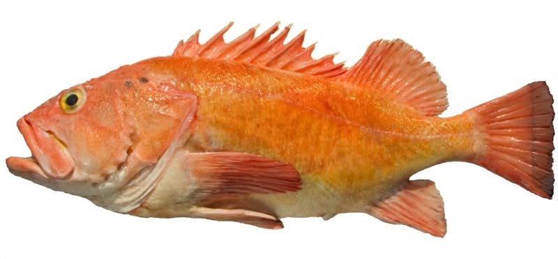 NEW! Yelloweye Rockfish Portions | Alaska Gold Seafood