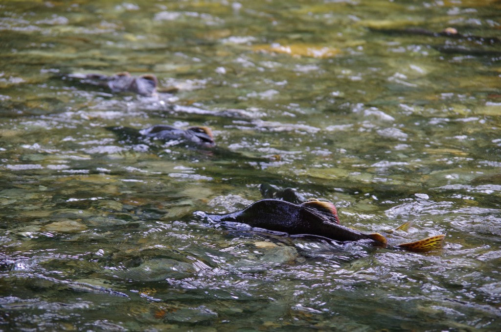 The Salmon Forest