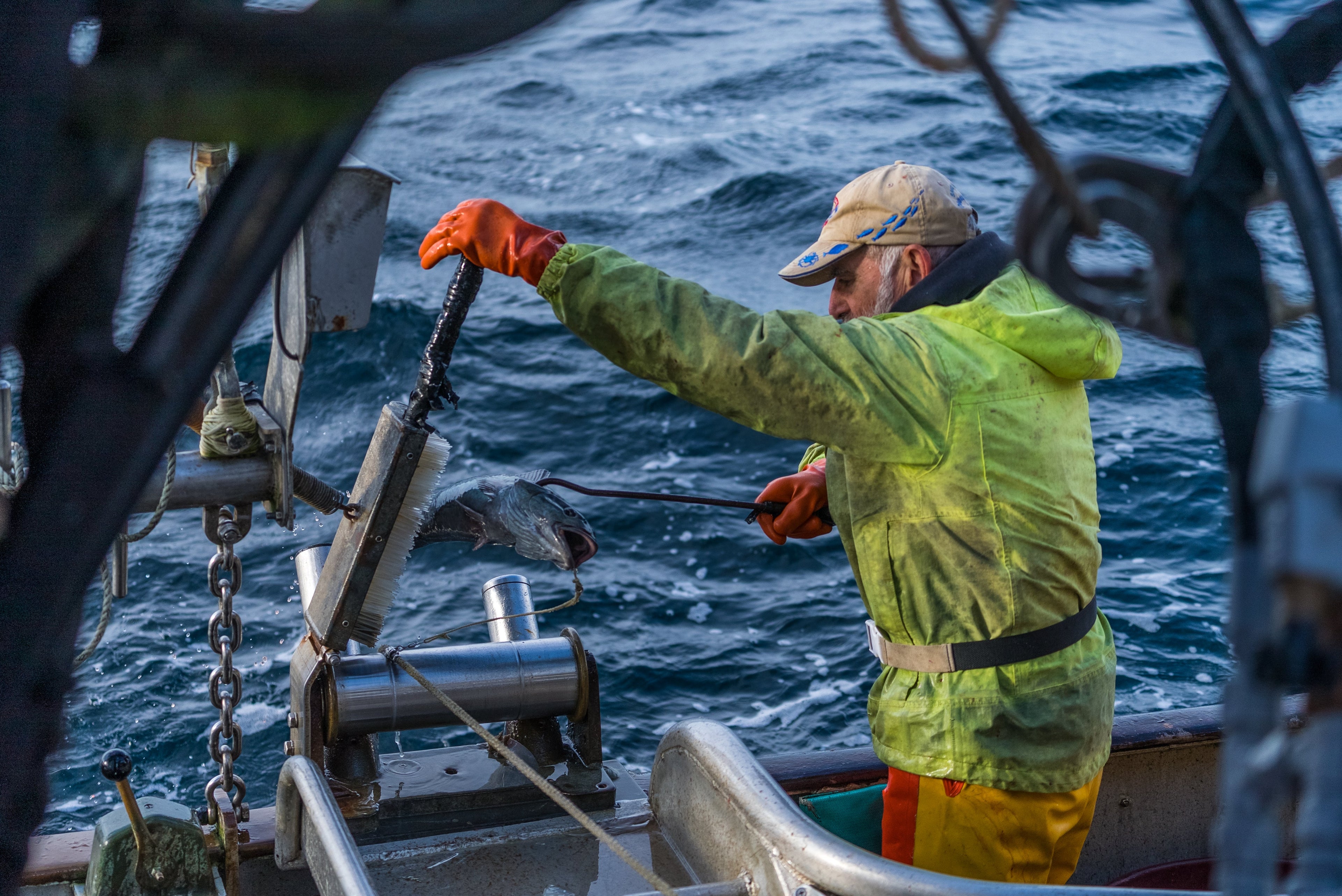 Fisherman with Alaska Black Cod.