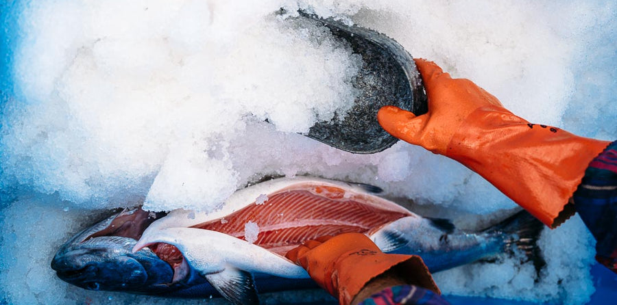 adding ice to a wild salmon just caught