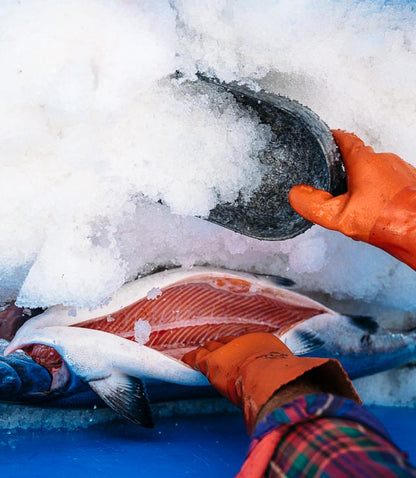 adding ice to a wild salmon just caught