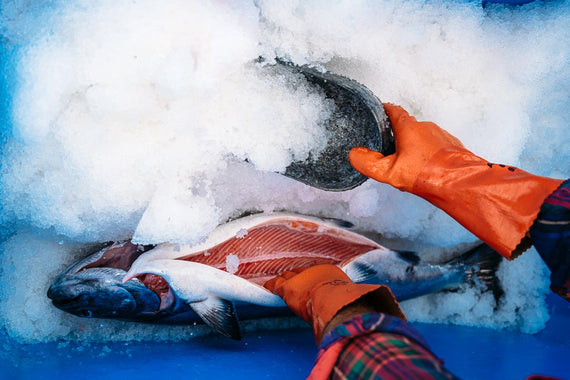 adding ice to a wild salmon just caught