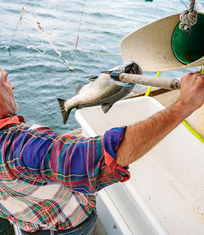 troll-caught salmon brought in by a small boat fisherman