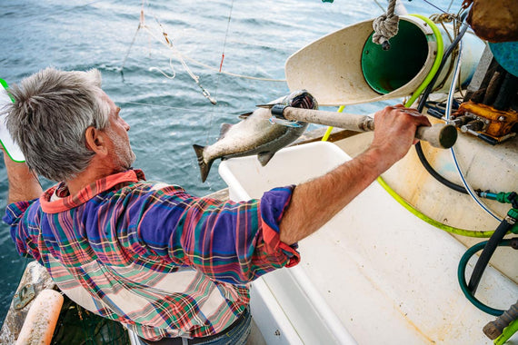 troll-caught salmon brought in by a small boat fisherman