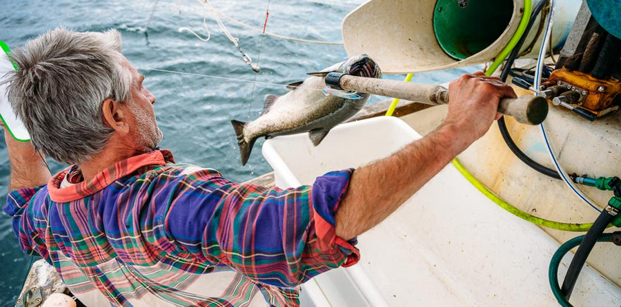 troll-caught salmon brought in by a small boat fisherman