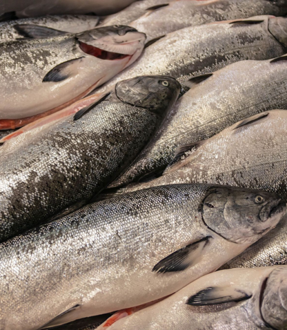 Why Athletes Eat Seafood | Alaska Gold Seafood