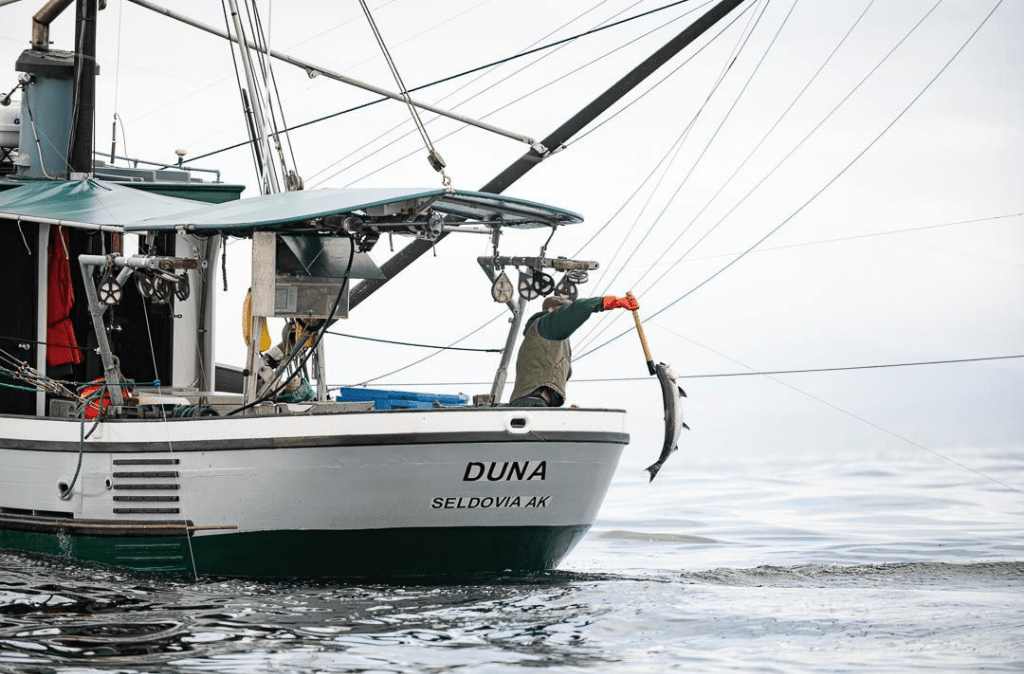 Our Ivory King Salmon and Marbled King Salmon | Alaska Gold Seafood