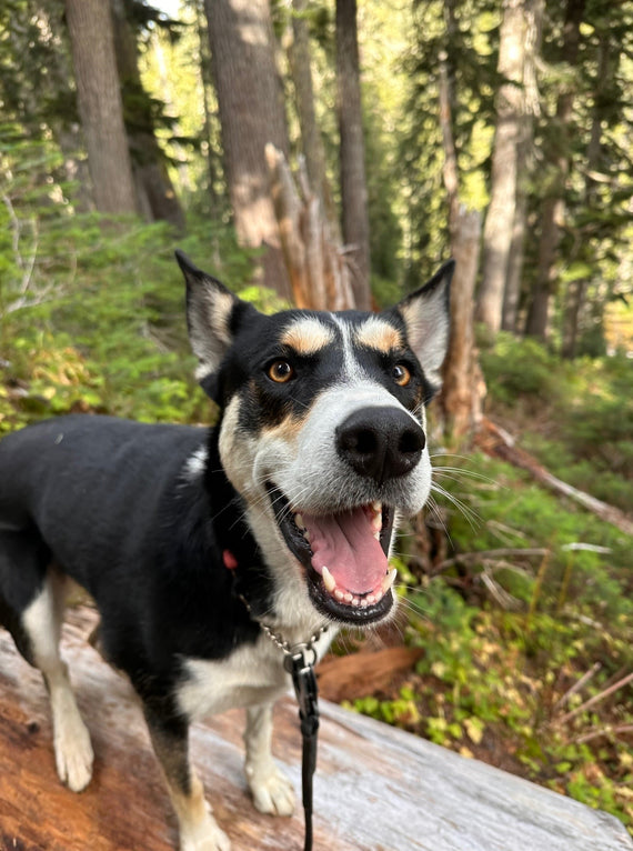 A smiling dog in the forest