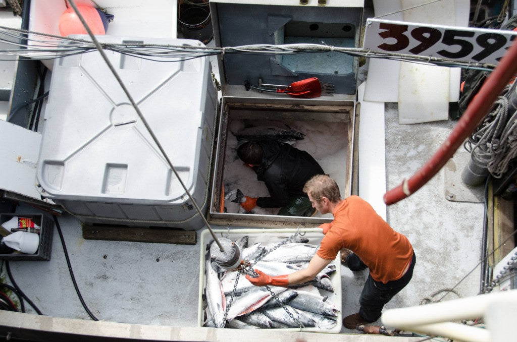 Line-caught salmon, quality over quantity | Alaska Gold Seafood