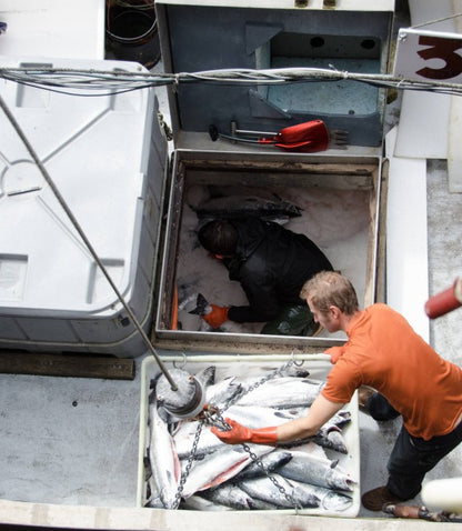 Line-caught salmon, quality over quantity | Alaska Gold Seafood