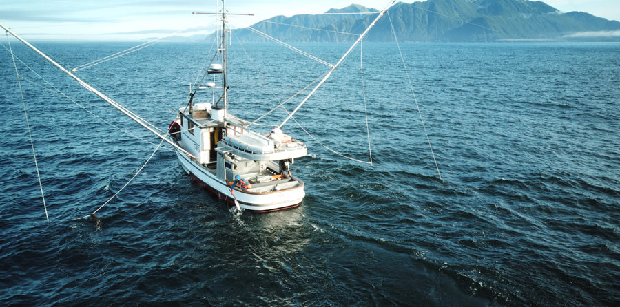 Stewards of the Resource | Alaska Gold Seafood