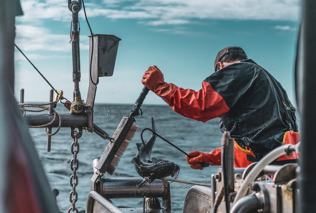 Fisherman pulling a black cod onto a boat