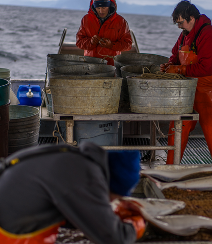 Fishermen working and cutting Alaskan halibut