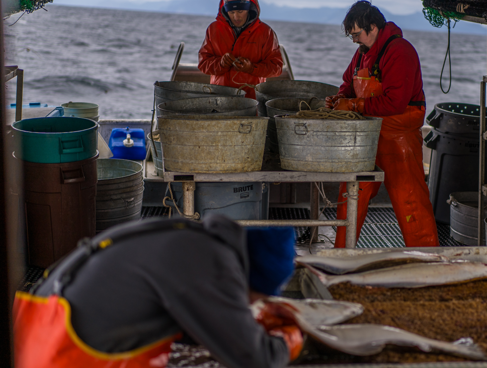 Fishermen working and cutting Alaskan halibut