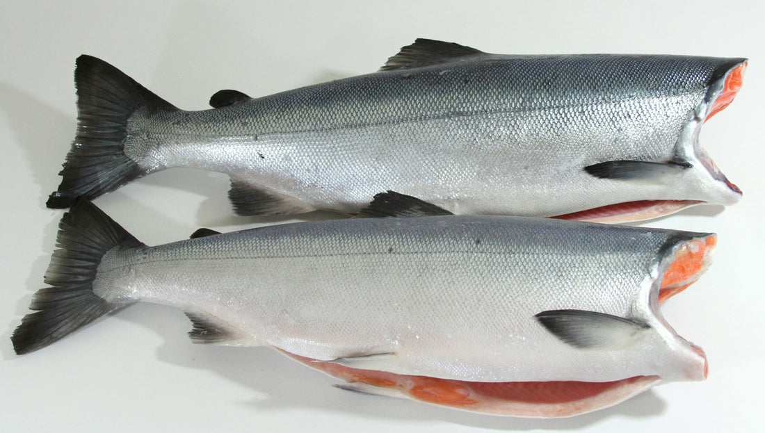 Alaska Gold™ Frozen at Sea Salmon