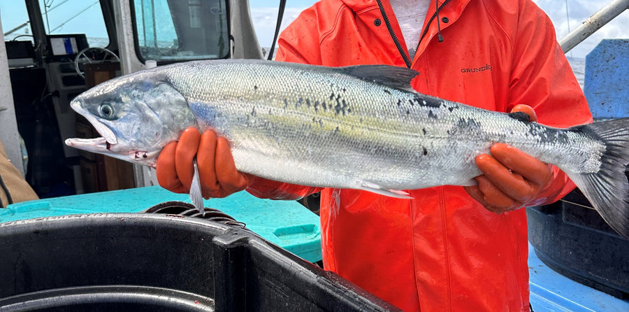 Fisherman holding a wild salmon