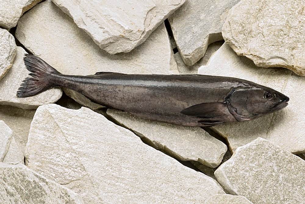 Alaskan sablefish