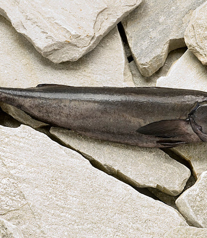 What explains the rich flavor and buttery mouthfeel of sablefish? | Alaska Gold Seafood