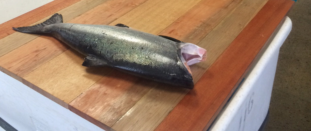 At SPC, the People are the Difference | Alaska Gold Seafood