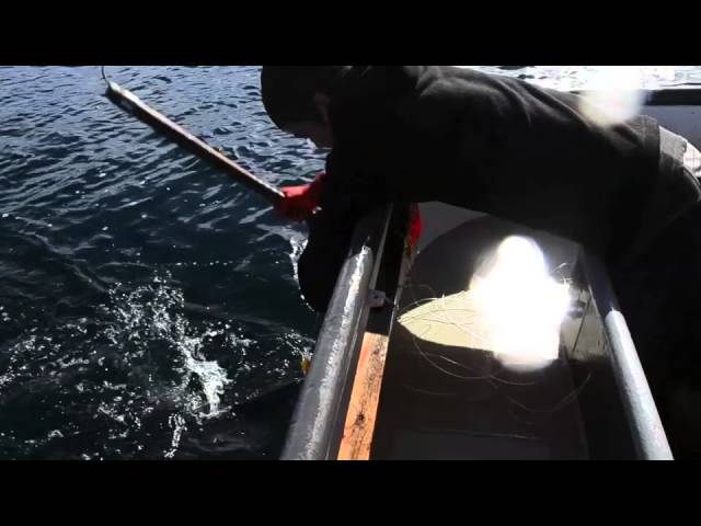 Sustained by Salmon: Troll-Caught Salmon from Alaska Gold | Alaska Gold Seafood