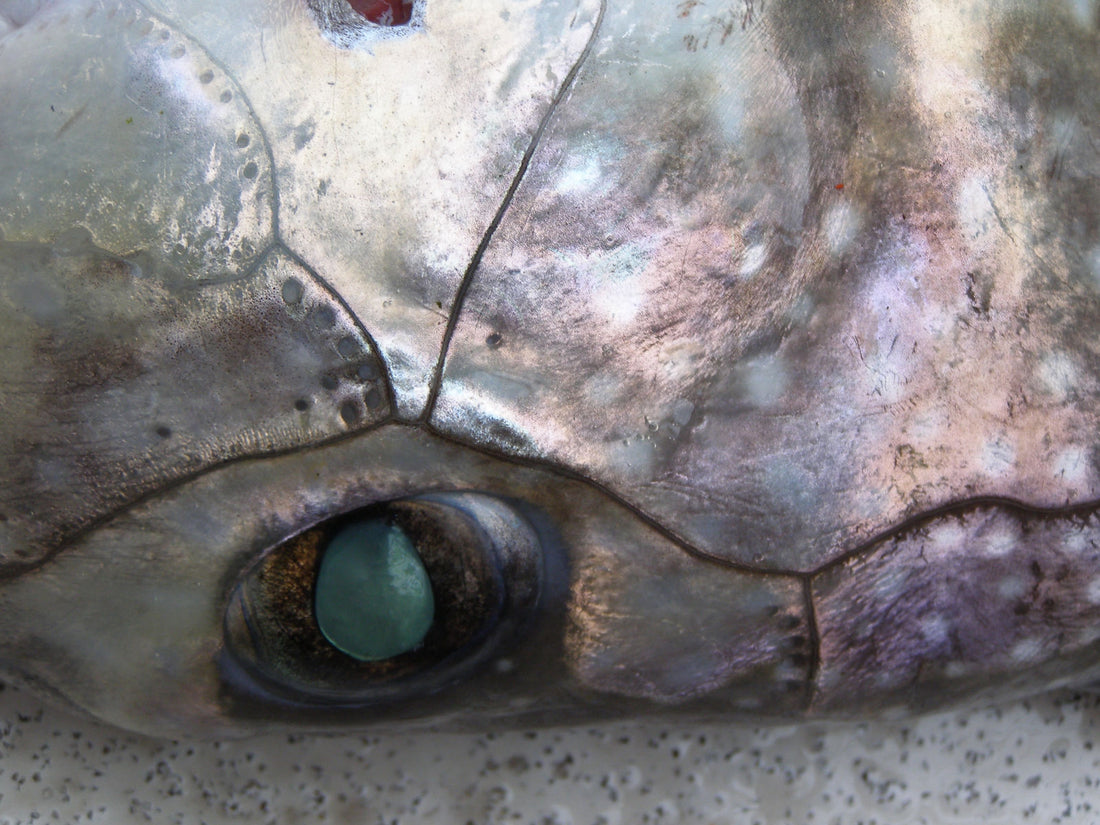 The Sea Around Us | Alaska Gold Seafood