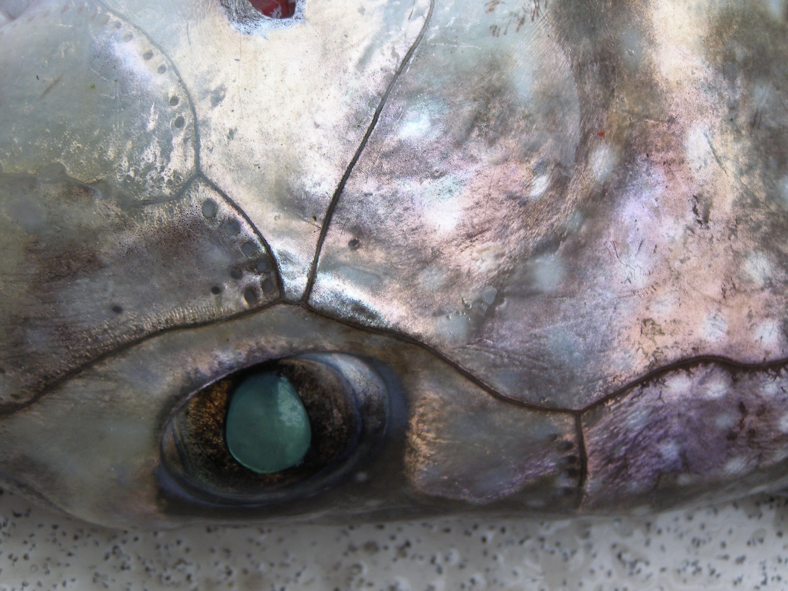 The Sea Around Us | Alaska Gold Seafood